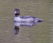Common Goldeneye 4133